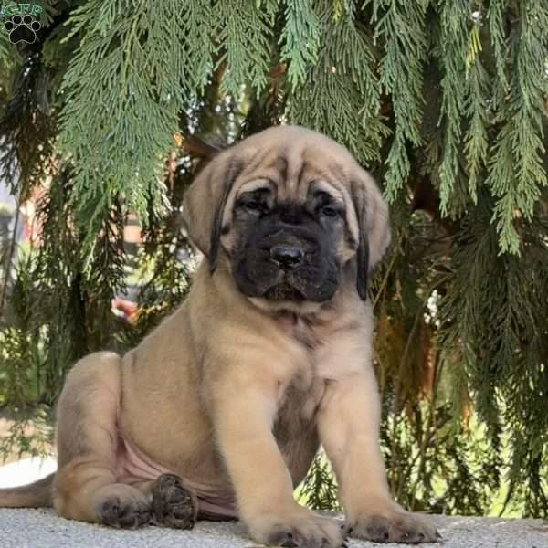 Rex, English Mastiff Puppy
