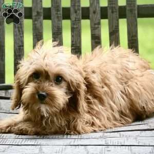Effy, Cavapoo Puppy