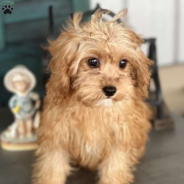 Effy, Cavapoo Puppy