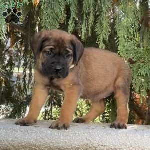 Ruby, English Mastiff Puppy