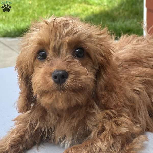 Ernie, Cavapoo Puppy