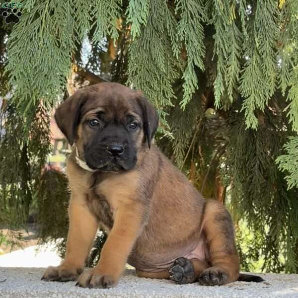 Ruby, English Mastiff Puppy