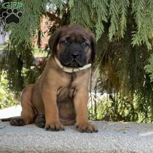 Ruby, English Mastiff Puppy
