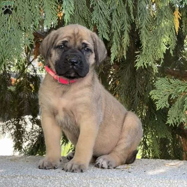 Remy, English Mastiff Puppy