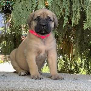 Remy, English Mastiff Puppy