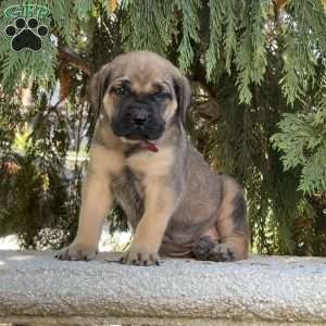 Rosalie, English Mastiff Puppy