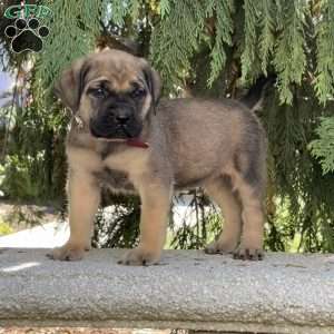 Rosalie, English Mastiff Puppy
