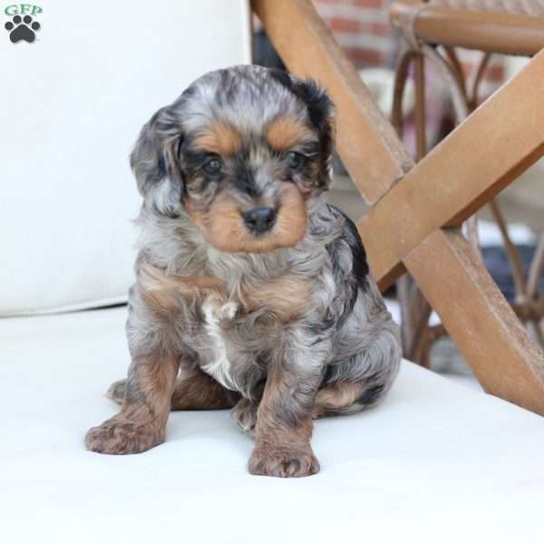 Zara, Cavapoo Puppy