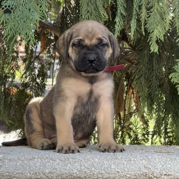 Rosalie, English Mastiff Puppy