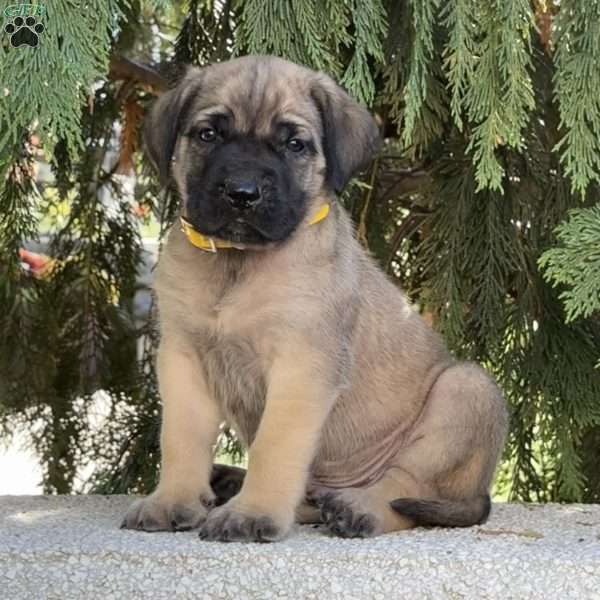 Rambo, English Mastiff Puppy