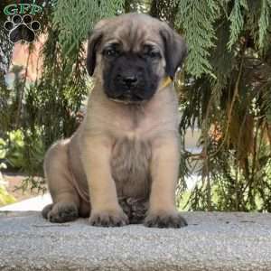 Rambo, English Mastiff Puppy