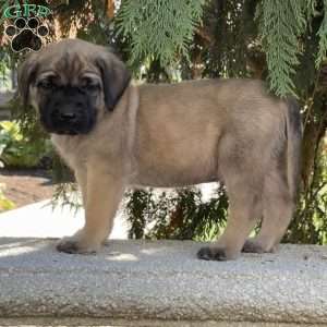 Rambo, English Mastiff Puppy