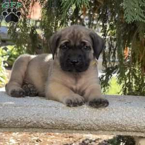 Rambo, English Mastiff Puppy