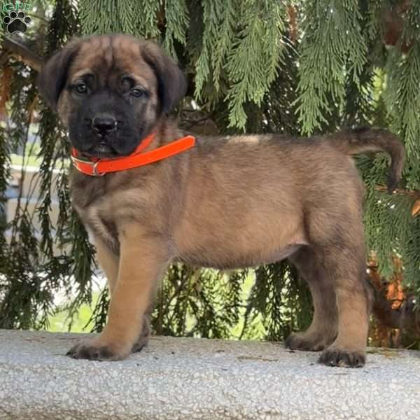 Rebecca, English Mastiff Puppy