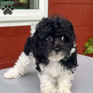 Flower, Havapoo Puppy