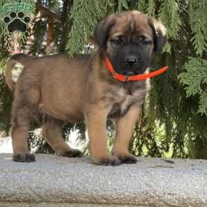 Rebecca, English Mastiff Puppy