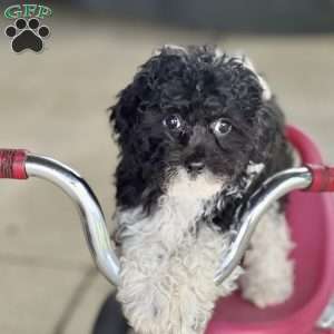 Flower, Havapoo Puppy