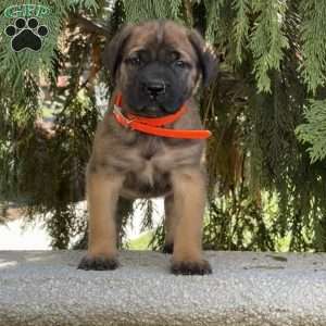 Rebecca, English Mastiff Puppy