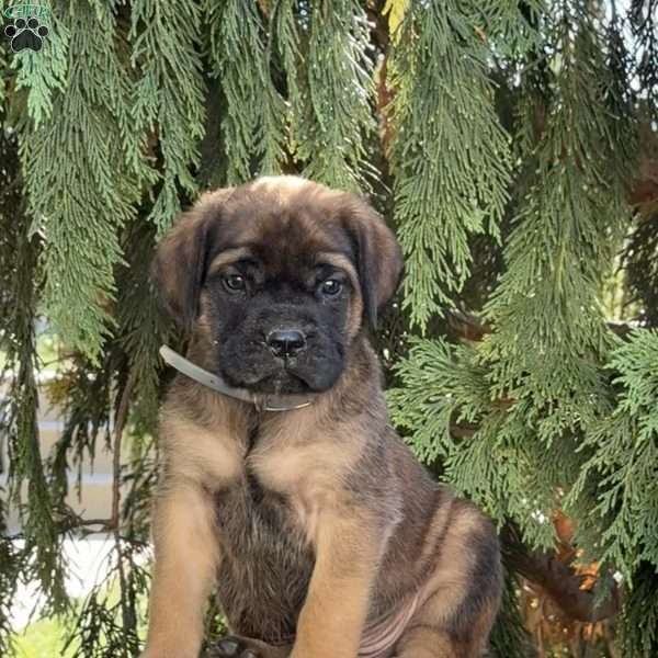 Rosco, English Mastiff Puppy