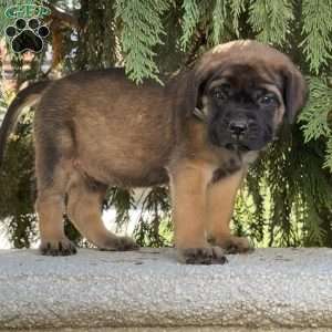 Rosco, English Mastiff Puppy
