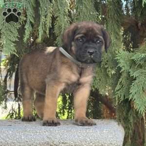 Rosco, English Mastiff Puppy
