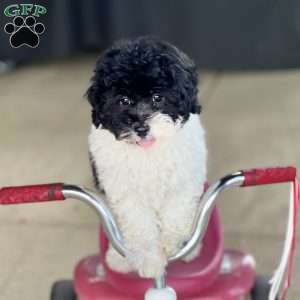 Freddy, Havapoo Puppy