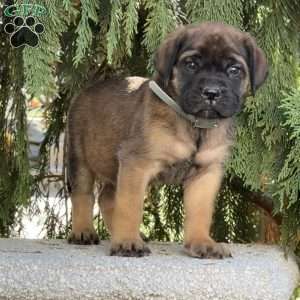 Rosco, English Mastiff Puppy