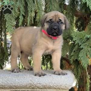 Remy, English Mastiff Puppy