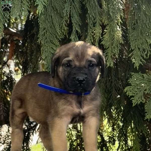 Ricky, English Mastiff Puppy