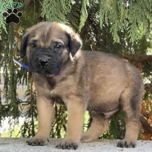 Ricky, English Mastiff Puppy