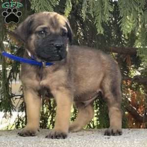 Ricky, English Mastiff Puppy