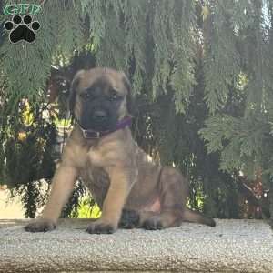 Rainbow, English Mastiff Puppy