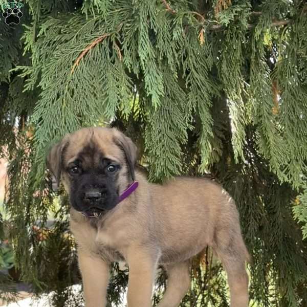 Rainbow, English Mastiff Puppy