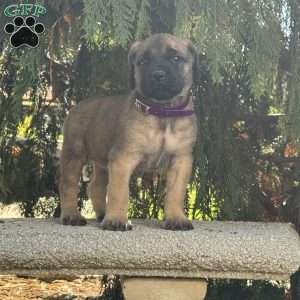 Rainbow, English Mastiff Puppy