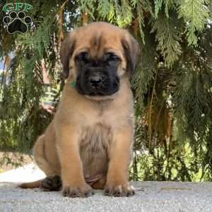 Rusty, English Mastiff Puppy