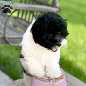 Freddy, Havapoo Puppy