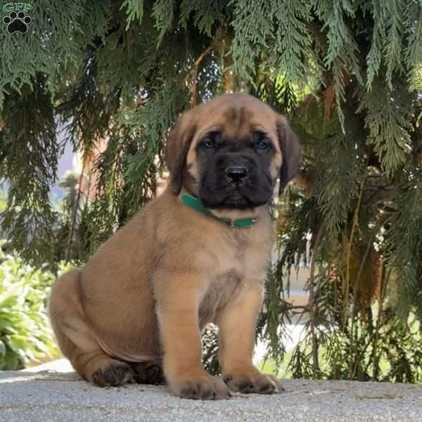 Rusty, English Mastiff Puppy
