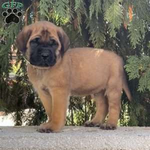 Rusty, English Mastiff Puppy
