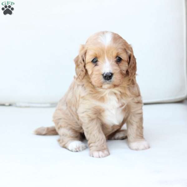 Ginger, Cavapoo Puppy