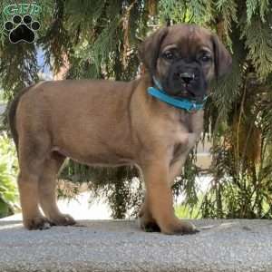 Rita, English Mastiff Puppy
