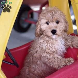 Dodger, Cavapoo Puppy