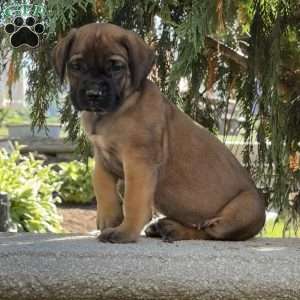 Rita, English Mastiff Puppy