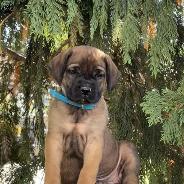 Rita, English Mastiff Puppy