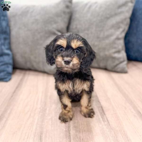 Pepper, Cockapoo Puppy