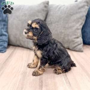 Pepper, Cockapoo Puppy