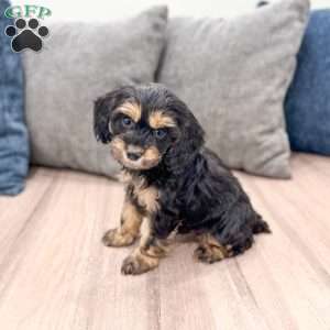 Pepper, Cockapoo Puppy