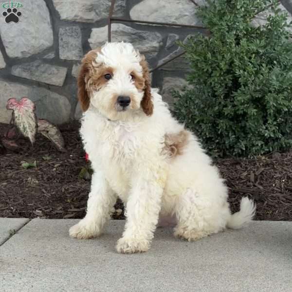 Jasper, Mini Goldendoodle Puppy