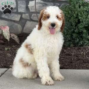 Jasper, Mini Goldendoodle Puppy