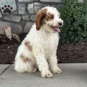 Jasper, Mini Goldendoodle Puppy