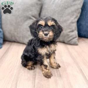 Pepper, Cockapoo Puppy